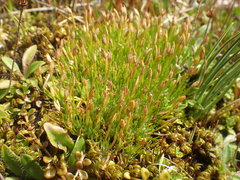 Centrolepis ciliata