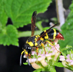 Pachodynerus cubensis
