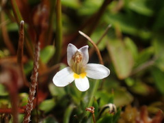 Euphrasia dyeri