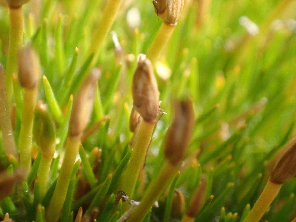 Centrolepis ciliata