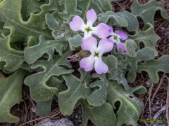 Matthiola tricuspidata