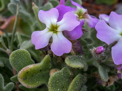 Matthiola tricuspidata