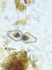 Euastrum ansatum