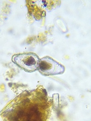 Euastrum ansatum