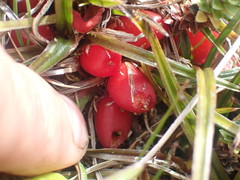 Astelia linearis