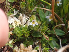 Euphrasia dyeri