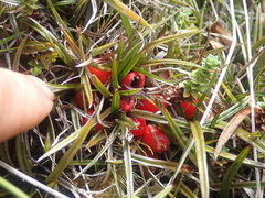 Astelia linearis