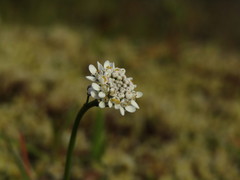 Teesdalia