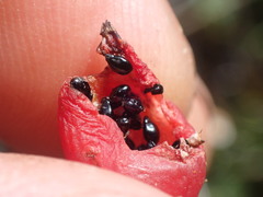 Astelia linearis