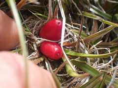 Astelia linearis