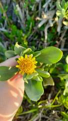 Borrichia arborescens