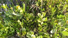 Borrichia arborescens