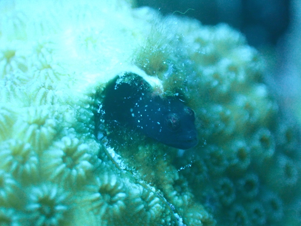 Shorthead Blenny