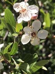 Peraphyllum ramosissimum