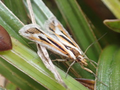 Scoparia subita