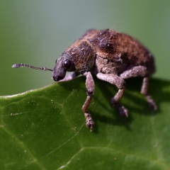 Gonipterus platensis