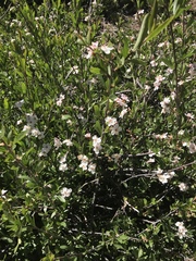 Peraphyllum ramosissimum