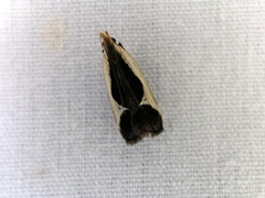 Dichomeris flavocostella