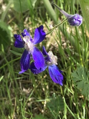 Delphinium sutherlandii