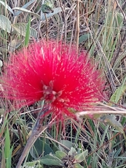 Calliandra dysantha