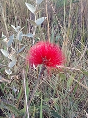 Calliandra dysantha