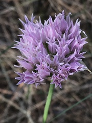Allium geyeri