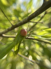 Dryocosmus quercuslaurifoliae