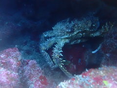 Amphithrax pilosus