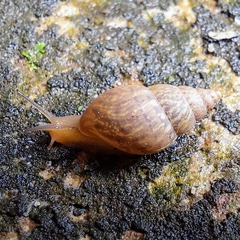 Bulimulus tenuissimus