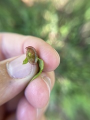 Dryocosmus quercuslaurifoliae