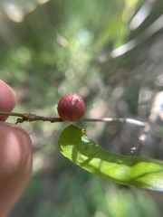 Dryocosmus quercuslaurifoliae