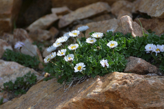 Erigeron flabellifolius