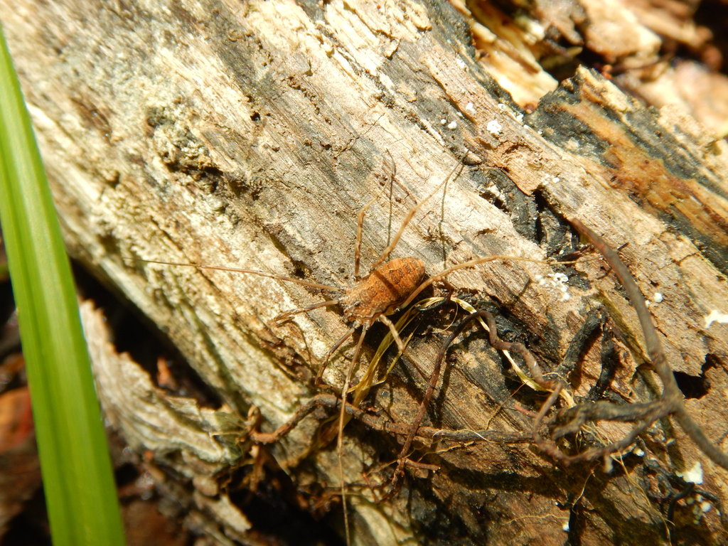 Hadrobunus fusiformis
