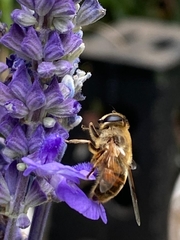 Eristalis tenax
