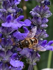 Eristalis tenax
