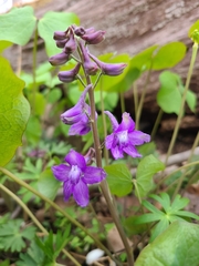 Delphinium tricorne