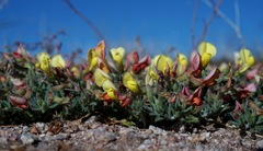 Acmispon neomexicanus