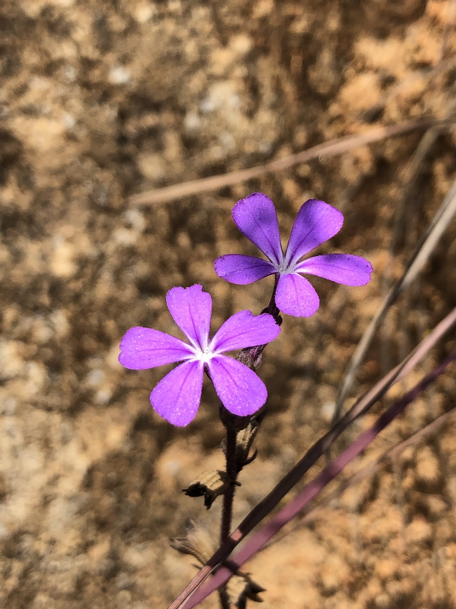 Buchnera obliqua