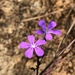 Buchnera obliqua - Photo (c) Skjold Søndergaard,  זכויות יוצרים חלקיות (CC BY), הועלה על ידי Skjold Søndergaard