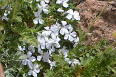 Phlox condensata