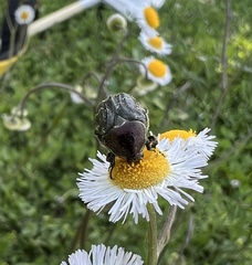 Euphoria sepulcralis