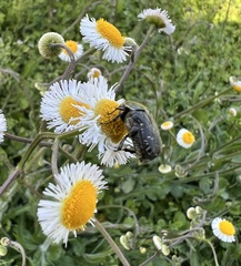 Euphoria sepulcralis