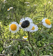 Euphoria sepulcralis