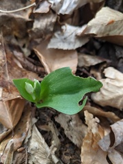 Galearis spectabilis