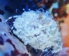 Phimochirus holthuisi