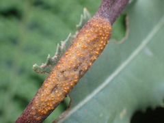 Puccinia atkinsonii