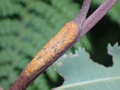 Puccinia atkinsonii