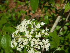 Strangalia acuminata
