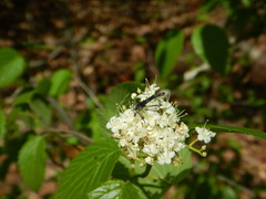 Strangalia acuminata