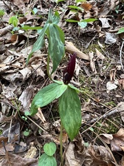 Trillium lancifolium
